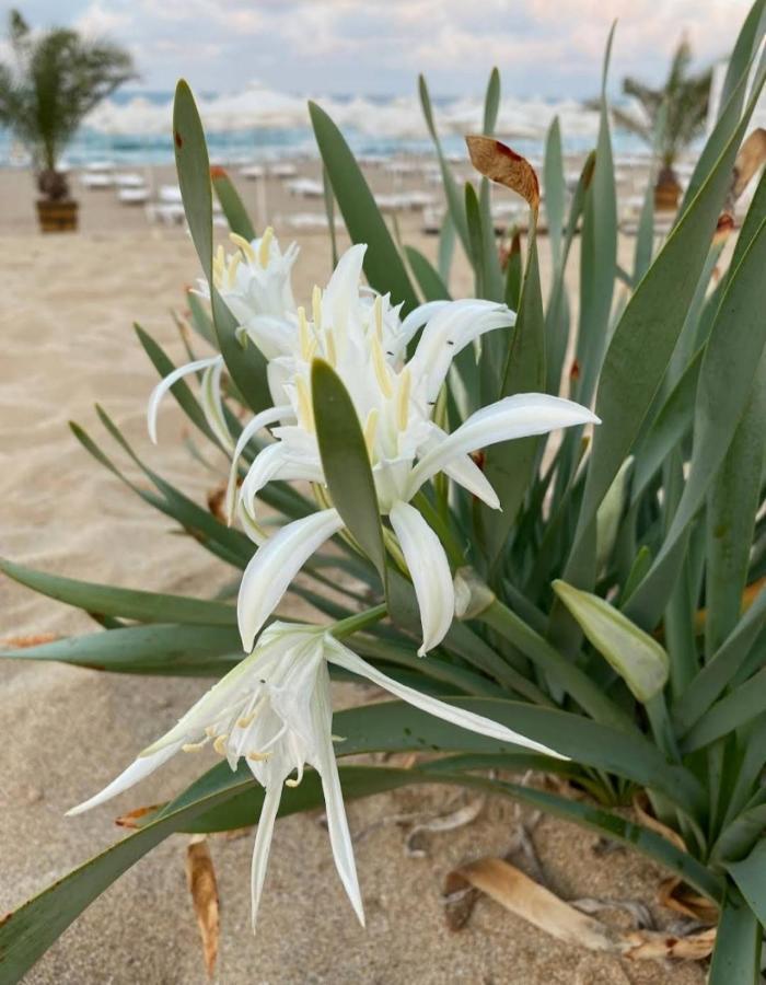 Апартамент В Green Life Beach Resort Созополь Экстерьер фото